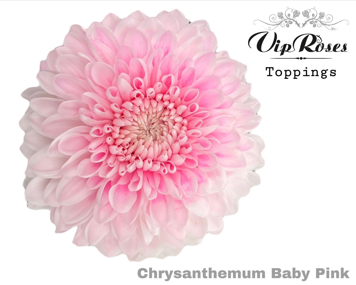 FeedSync:wholesale:02bdc287ea0a31861f21f94a6cf1513f7696a503