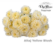 Spray Chrysanthemum - Chrysanthemum (Indicum Grp) - Altaj Yellow Blush
