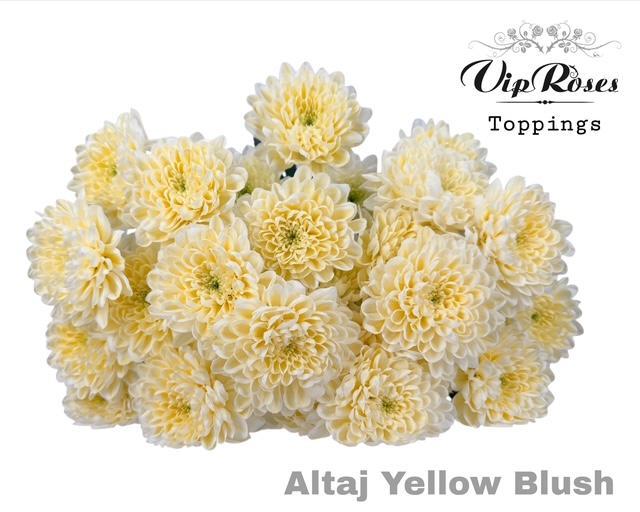 Spray Chrysanthemum - Chrysanthemum (Indicum Grp) - Altaj Yellow Blush
