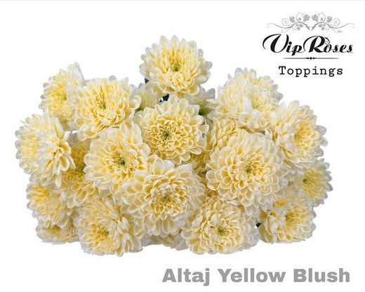 Spray Chrysanthemum - Chrysanthemum (Indicum Grp) - Altaj Yellow Blush