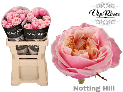 FeedSync:wholesale:9684296ad8a6c8165b956bfd4bf7aae76ec655f1