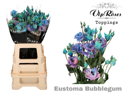 Eustoma Alissa Dyed Bubblegum