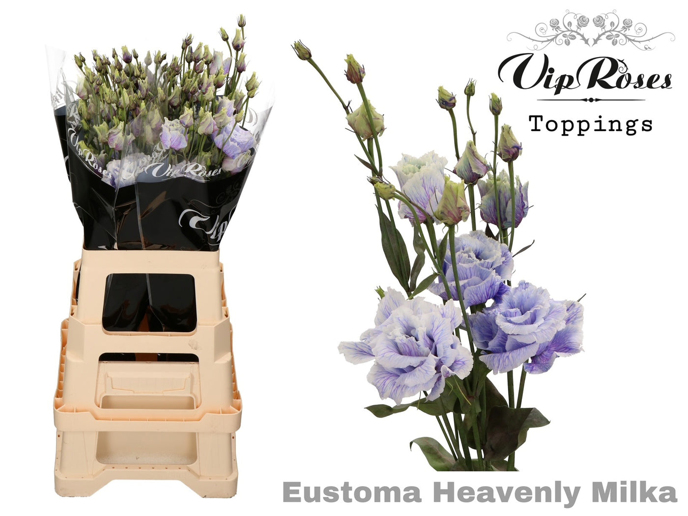 Lisianthus - Eustoma russellianum - Double Flowered