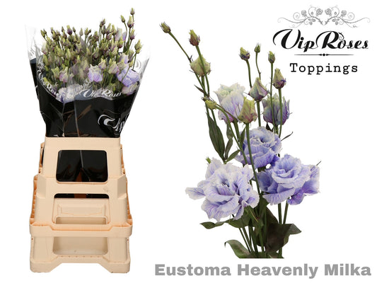 Lisianthus - Eustoma russellianum - Double Flowered