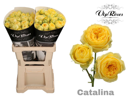 FeedSync:wholesale:920784f5ff7fdaf18ae1bf2453b0b79479f81cfc