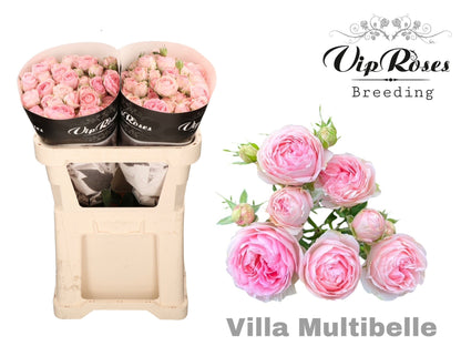 FeedSync:wholesale:41ae6207d536808d710d24a7c8b06aa0775203e6