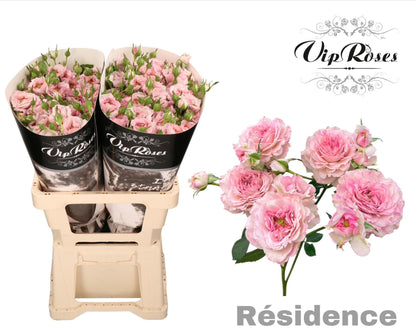 Spray Rose - Rosa - Résidence!