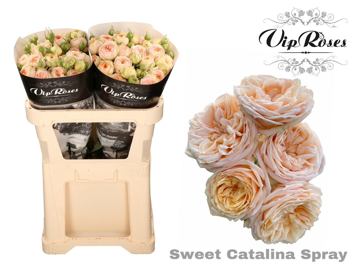 Spray Rose - Rosa - Sweet Catalina+