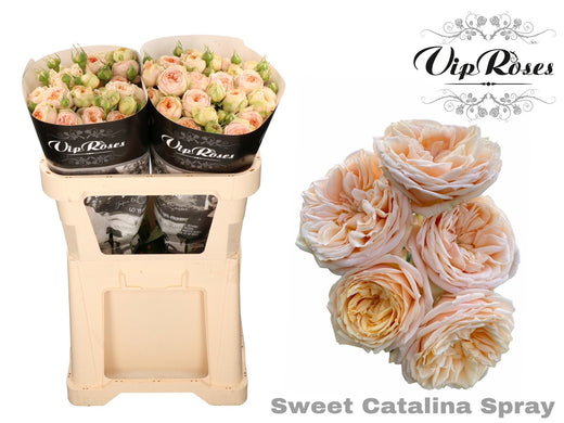 Spray Rose - Rosa - Sweet Catalina+
