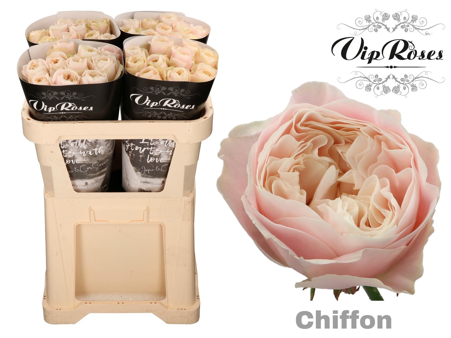 Rose Chiffon (20 Stems)