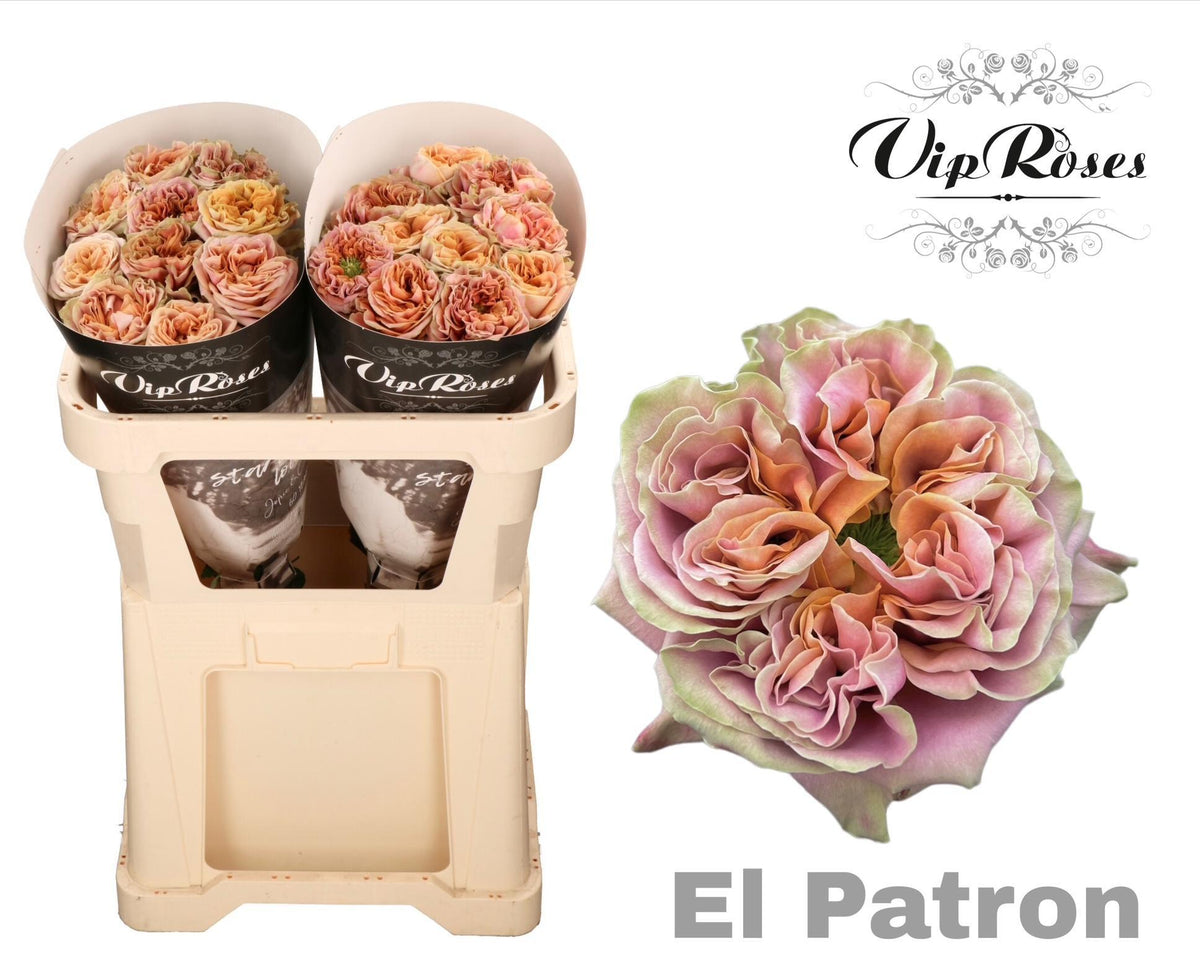 Rose El Patron (20 Stems)