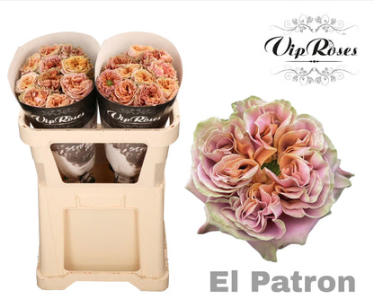 Rose El Patron (20 Stems)