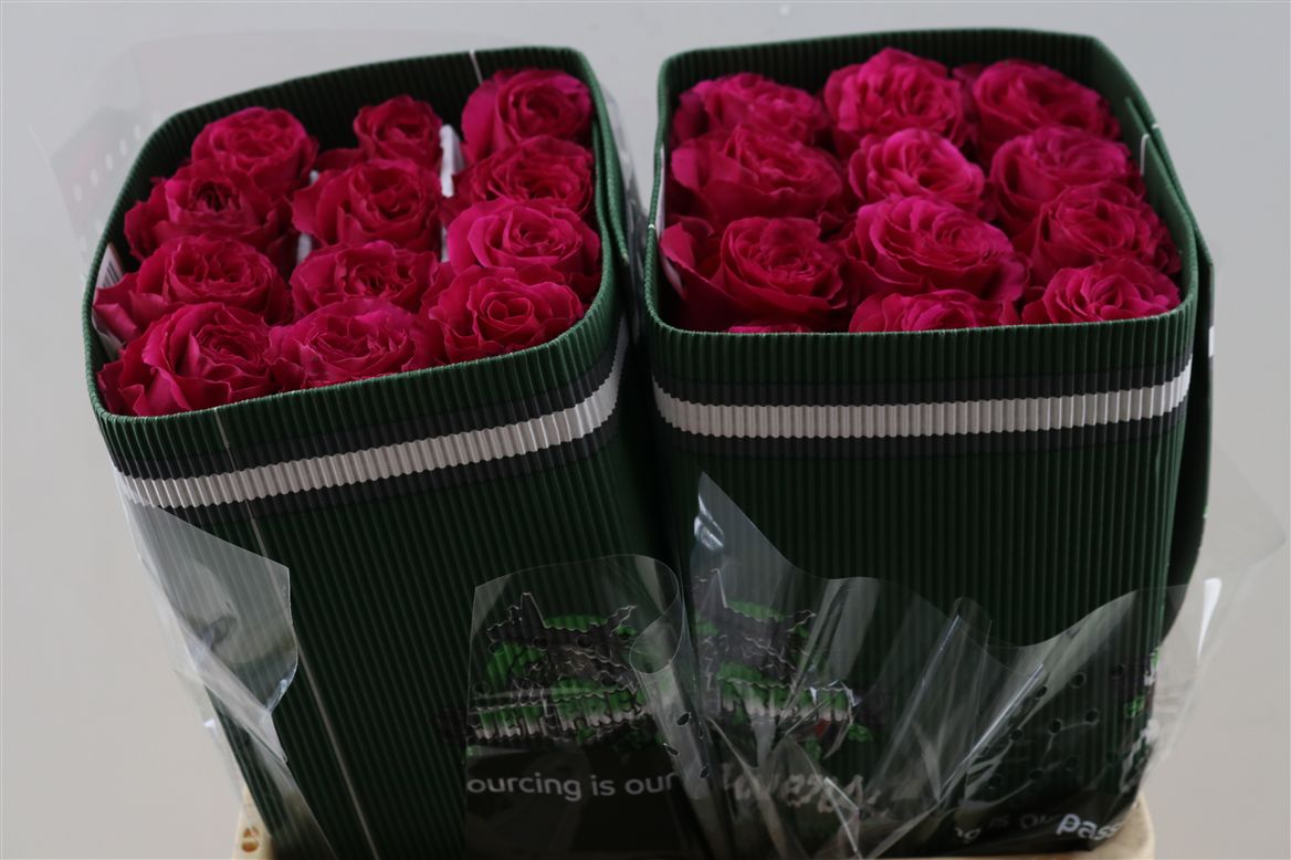 Rose - Rosa - Hotspot