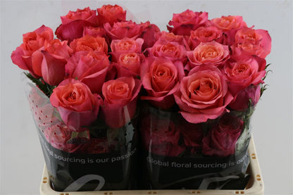 Rose - Rosa - Hard Rock