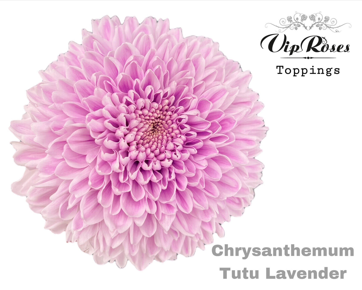 Chrysanthemum - Chrysanthemum (Indicum Grp) - Disbudded
