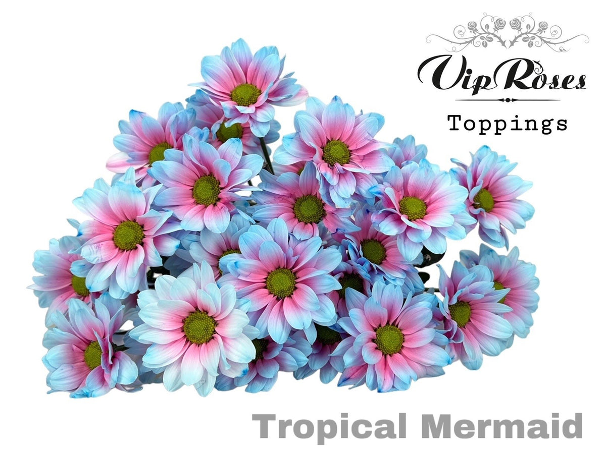 Spray Chrysanthemum - Chrysanthemum - Dekkennedy