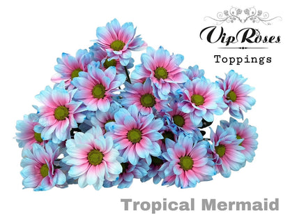 Spray Chrysanthemum - Chrysanthemum - Dekkennedy