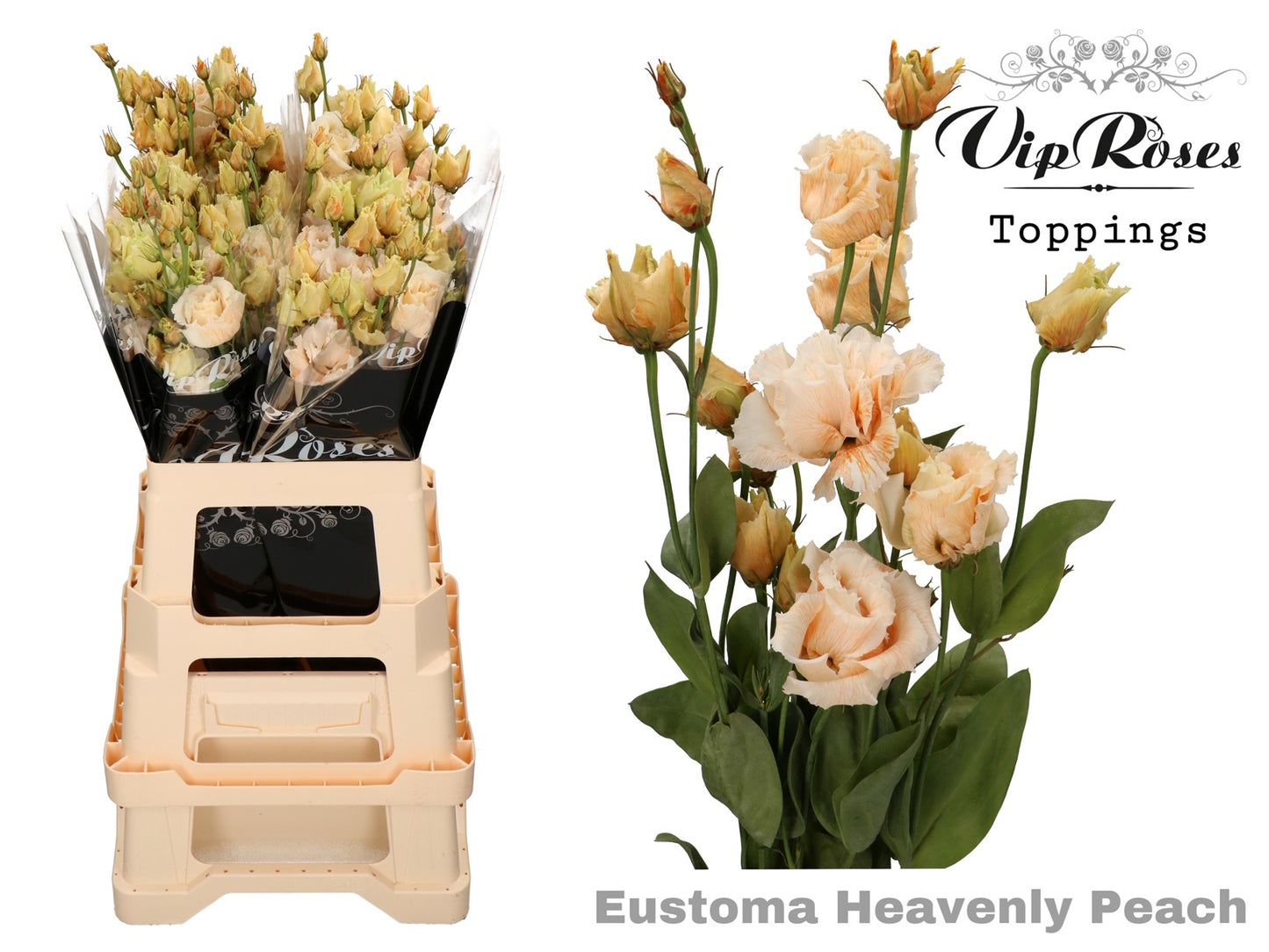 Lisianthus - Eustoma russellianum - Double Flowered