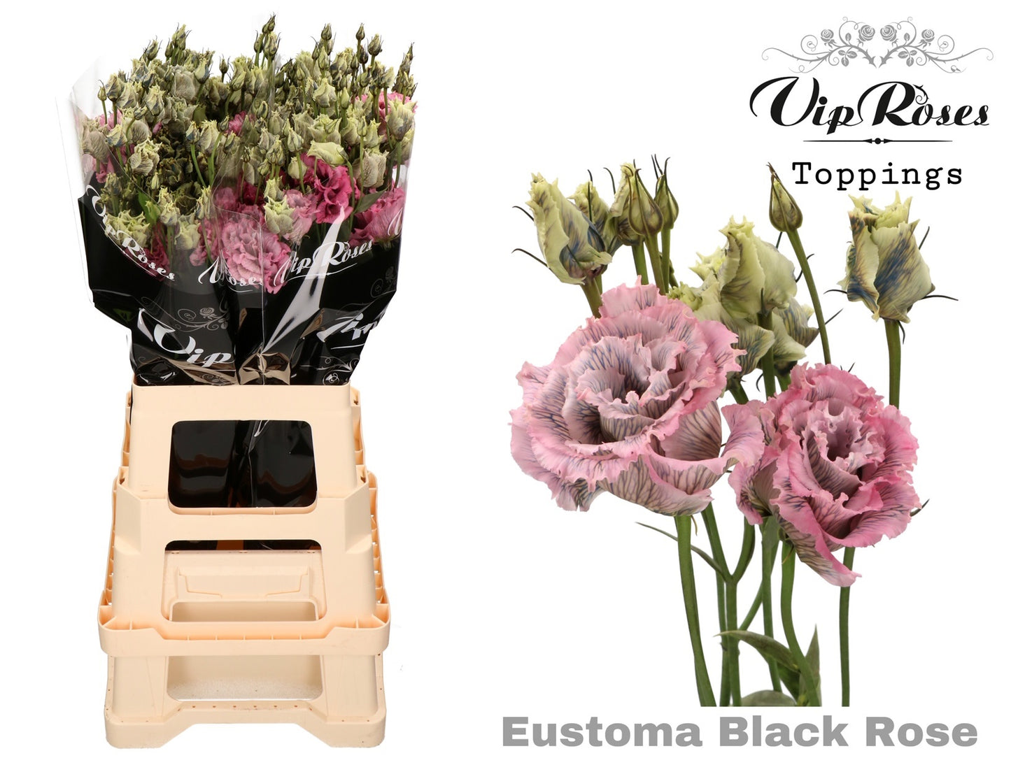 Lisianthus - Eustoma russellianum - Double Flowered