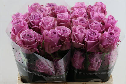 Rose - Rosa - Scandal