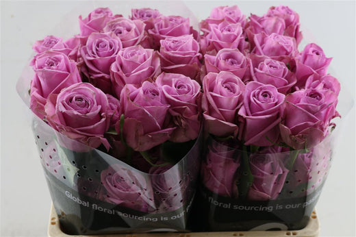 Rose - Rosa - Scandal