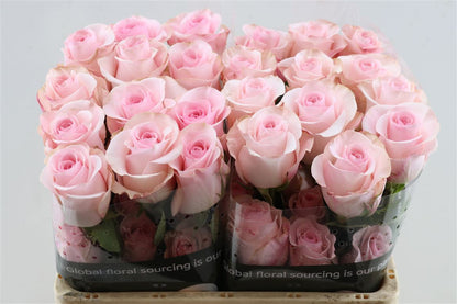 Rose - Rosa - Novia