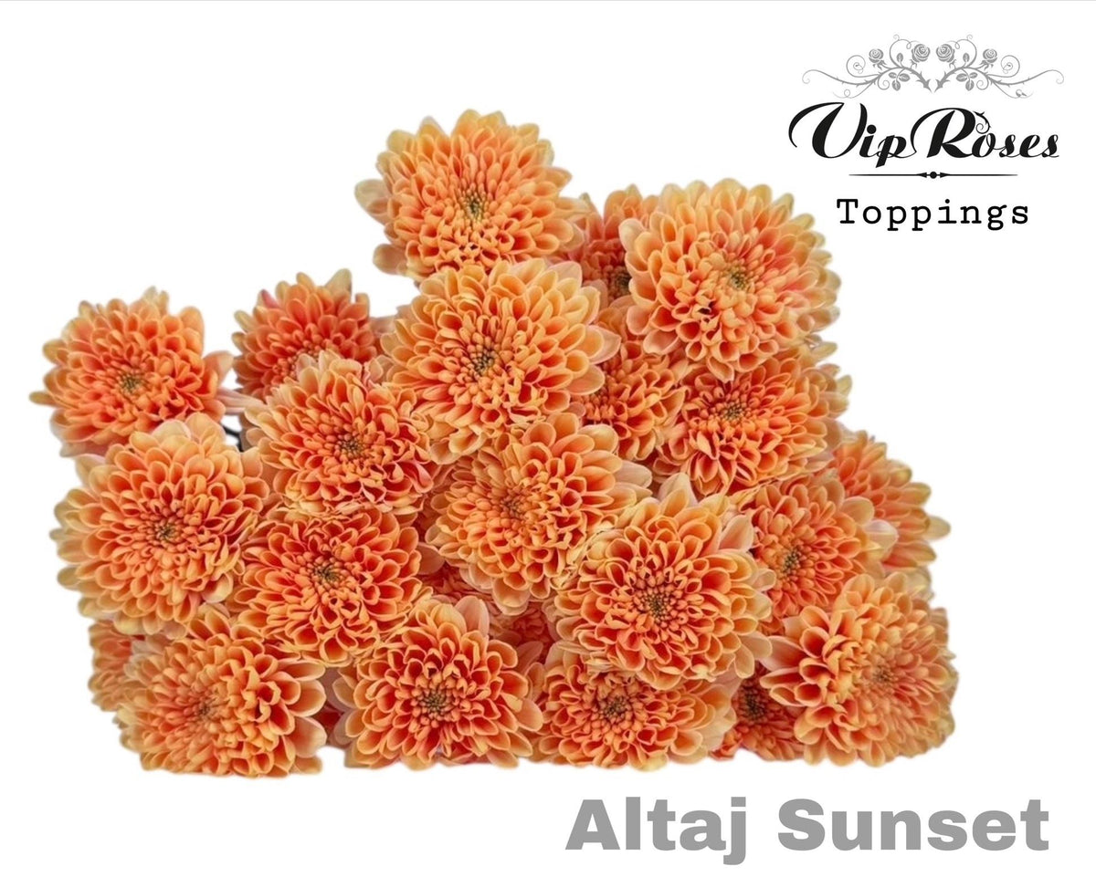 Spray Chrysanthemum - Chrysanthemum (Indicum Grp) - Altaj Sunset