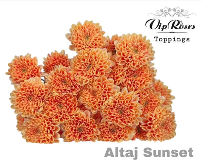 Spray Chrysanthemum - Chrysanthemum (Indicum Grp) - Altaj Sunset