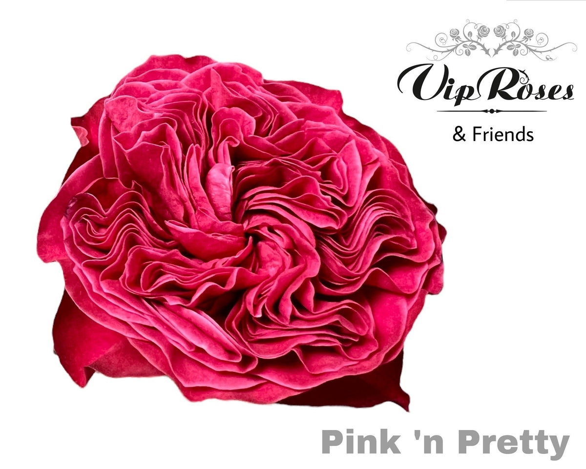 Rose - Rosa - Pink 'N Pretty