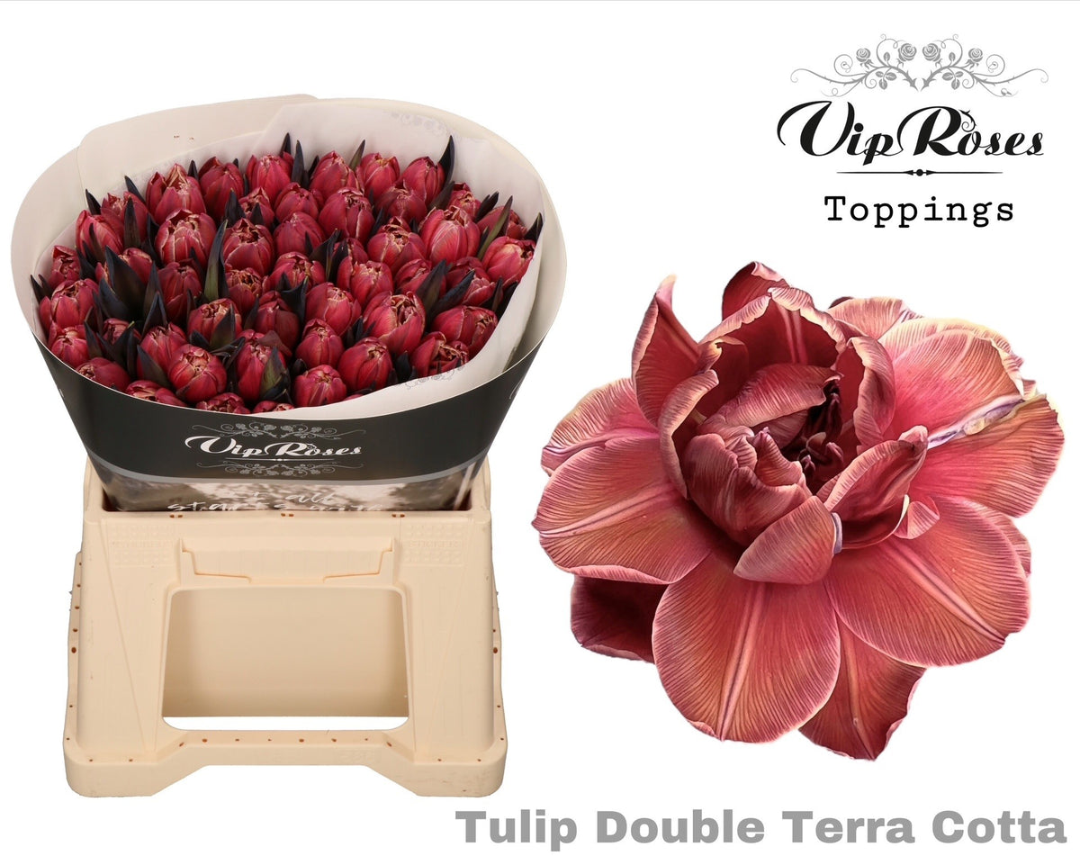 Tulip Double Dyed Terra Cotta