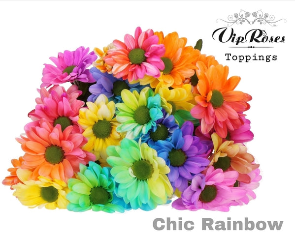 Spray Chrysanthemum - Chrysanthemum - Zanmuchic