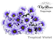 Spray Chrysanthemum - Chrysanthemum - Dekkennedy