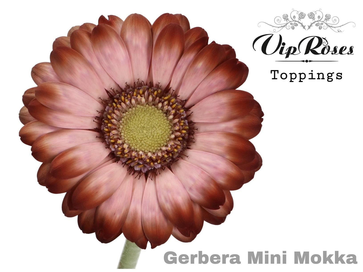 Germini - Gerbera - Mokka