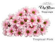 Spray Chrysanthemum - Chrysanthemum - Dekkennedy