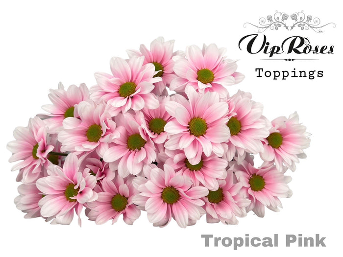 Spray Chrysanthemum - Chrysanthemum - Dekkennedy