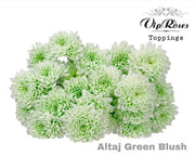 Spray Chrysanthemum - Chrysanthemum - Altaj Green Blush