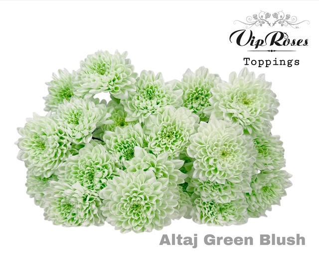 Spray Chrysanthemum - Chrysanthemum - Altaj Green Blush