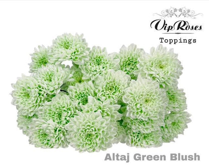 Spray Chrysanthemum - Chrysanthemum - Altaj Green Blush