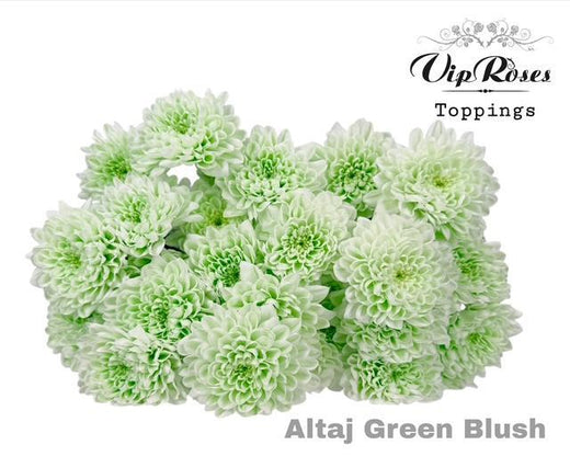 Spray Chrysanthemum - Chrysanthemum - Altaj Green Blush