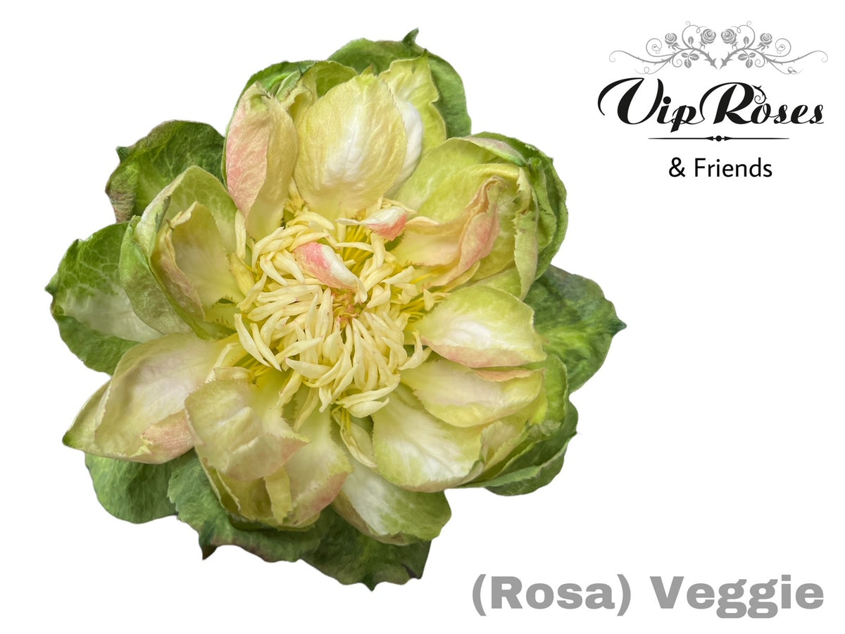 Rose - Rosa - Overig