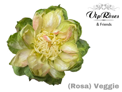 Rose - Rosa - Overig