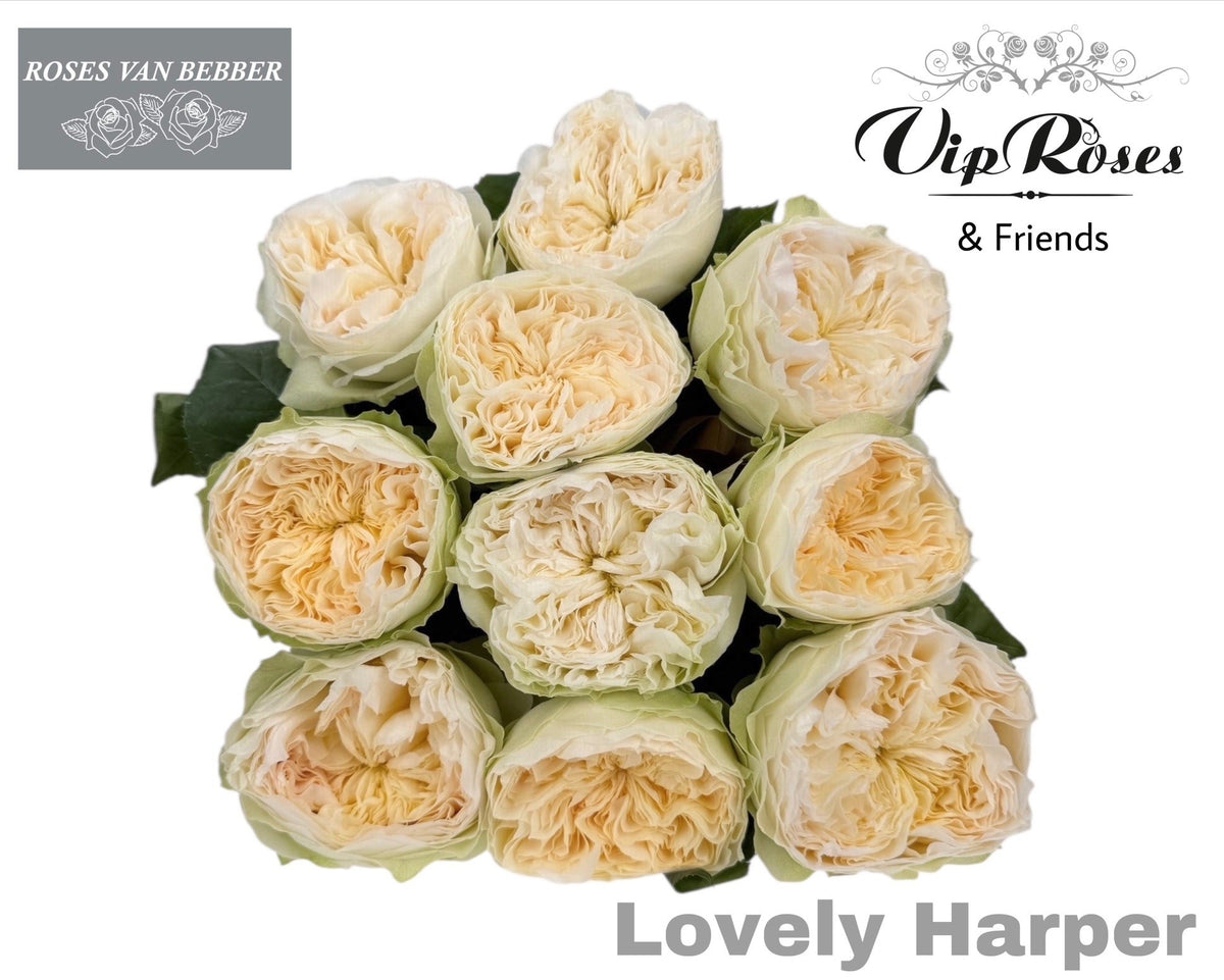 Rose - Rosa - Lovely Harper