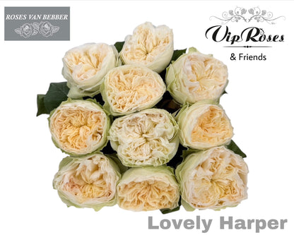 Rose - Rosa - Lovely Harper