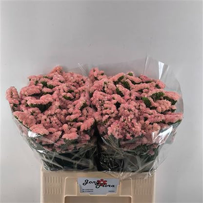 FeedSync:wholesale:e2775ef8195ee40b6156266b7aa12ccb0b40b992