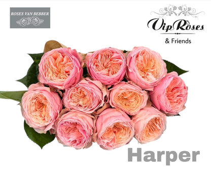 Rose - Rosa - Harper