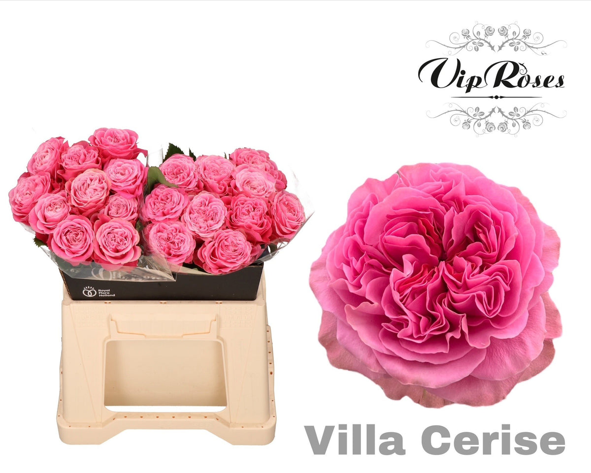 Rose - Rosa - Villa Cerise