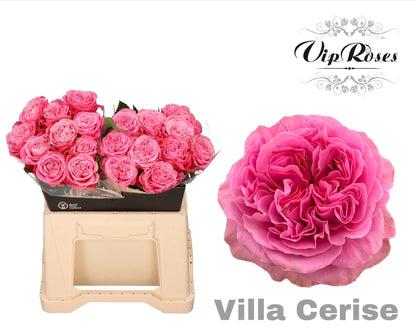 Rose Villa Cerise