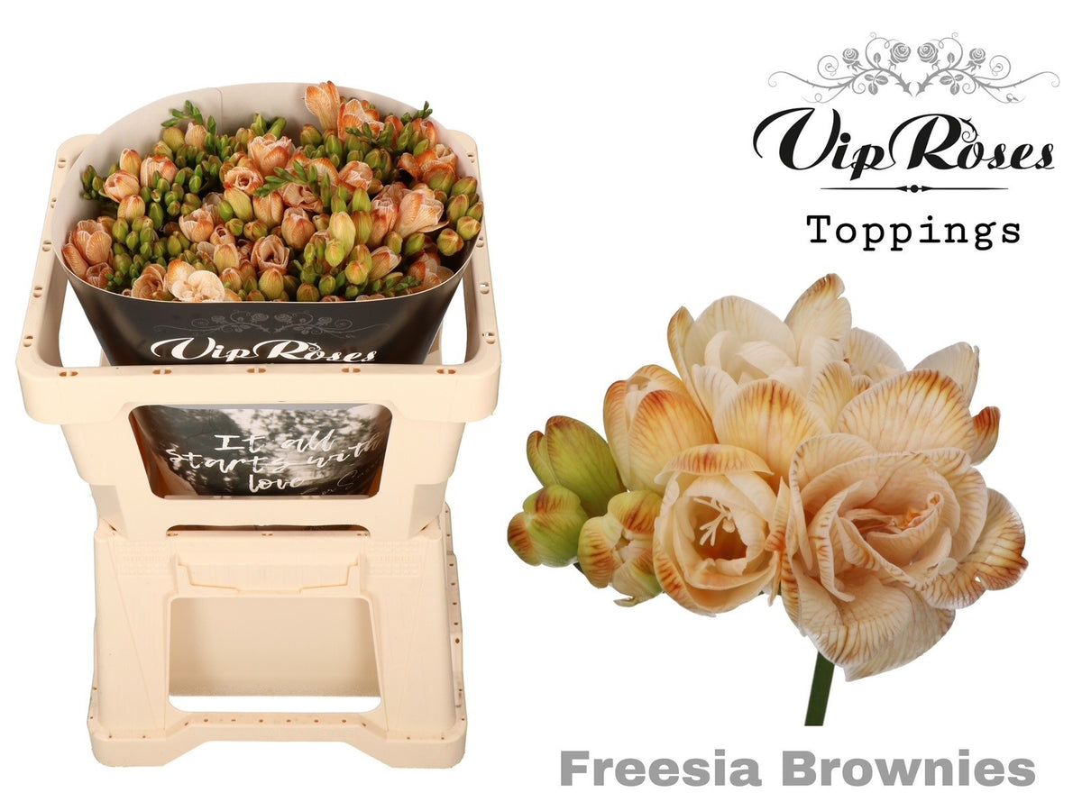 Freesia - Freesia - Double Flowered