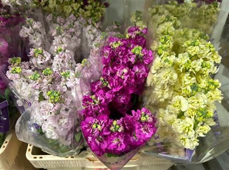 Matthiola - Matthiola incana