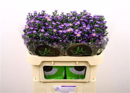 Aster - Aster - Nachtvlinder Nibla